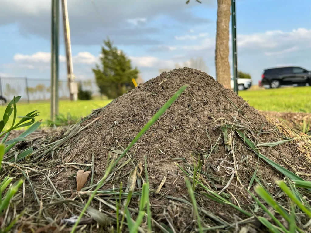 ant mound